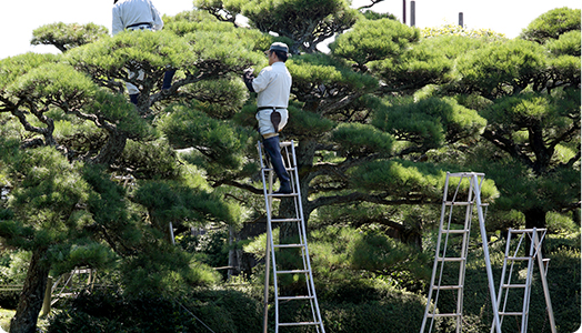 大きい樹木 にも安全徹底対応